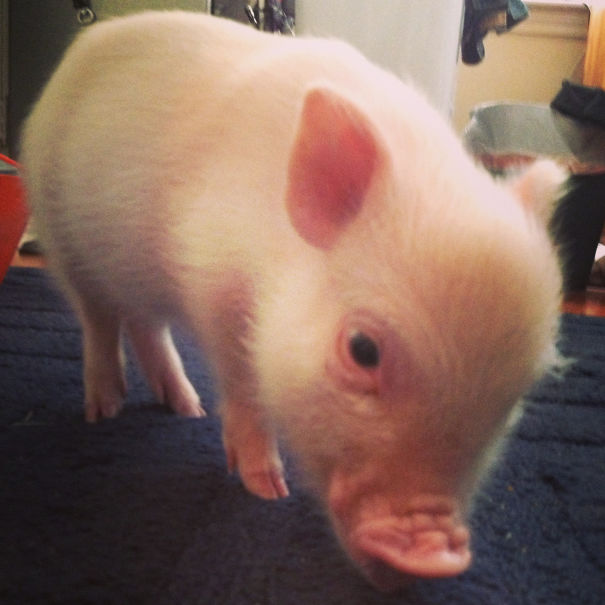 пьяные покупки в интернете, люди сделали покупки в интернете пьяными