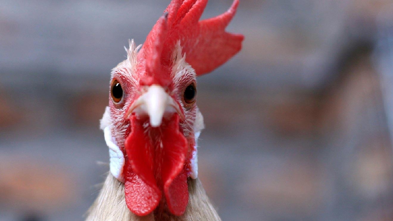 неожиданные факты о еде, странные факты о еде