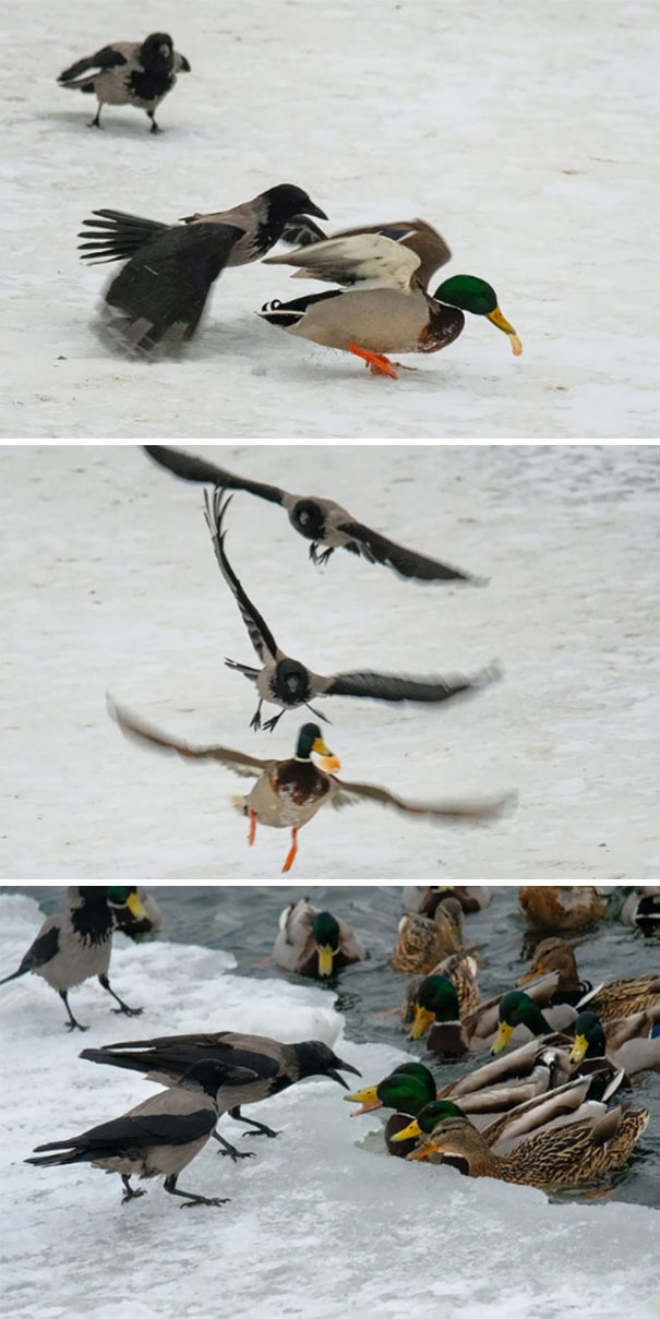 вороны засранцы, вороны задиры