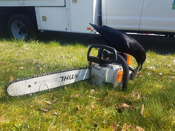 вороны засранцы, вороны задиры