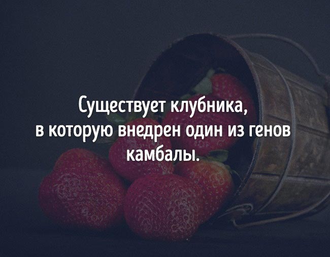 неожиданные факты о еде, познавательные факты о еде