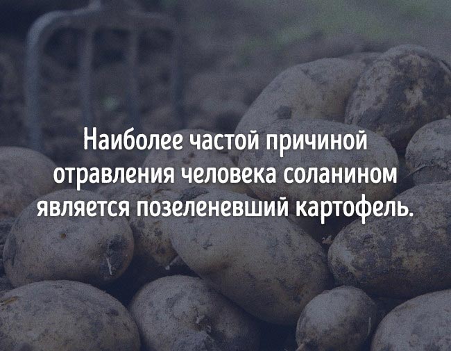 неожиданные факты о еде, познавательные факты о еде