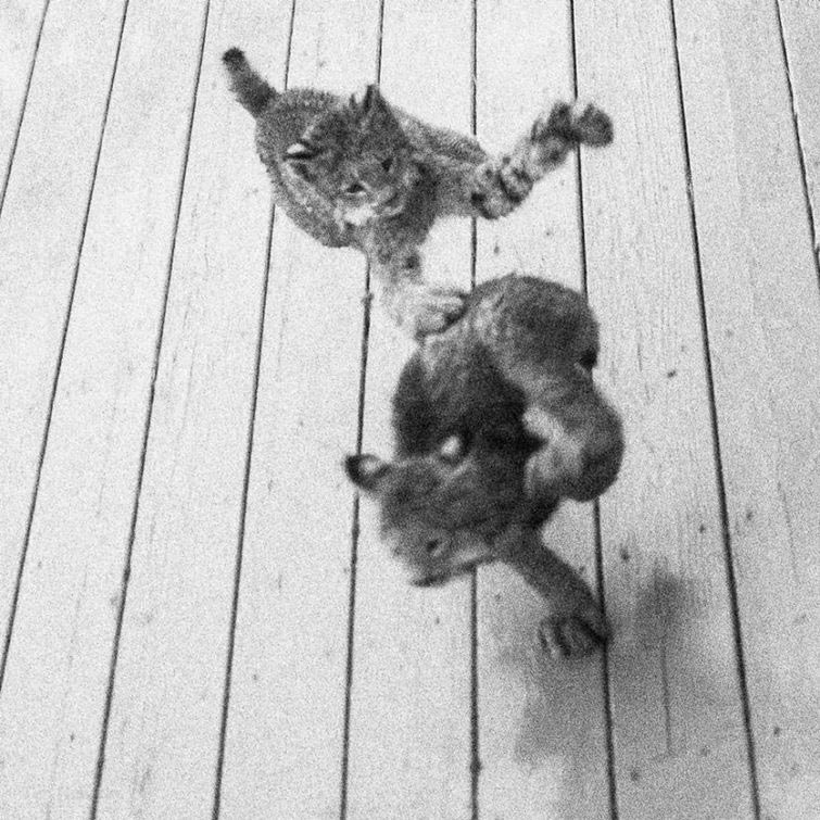 рысь на крыльце, рысь с детёнышами, рысь с детёнышами фото