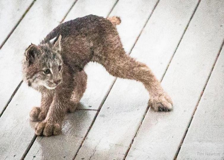 рысь на крыльце, рысь с детёнышами, рысь с детёнышами фото