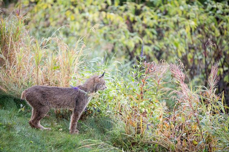 рысь на крыльце, рысь с детёнышами, рысь с детёнышами фото