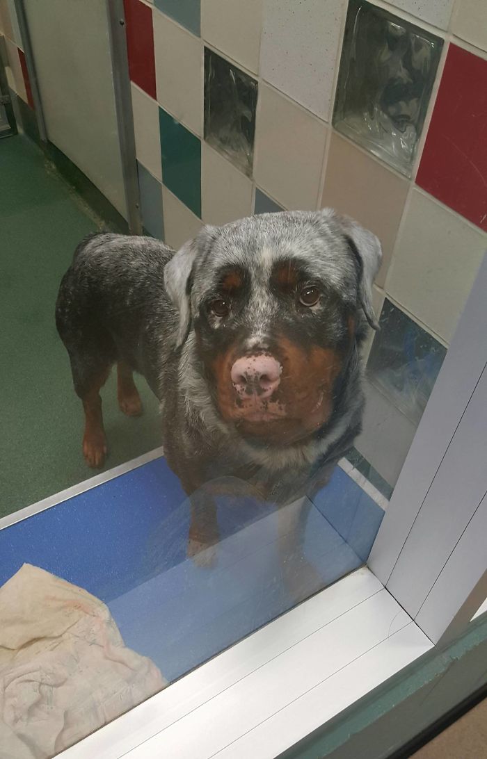 животные с витилиго, витилиго у животных