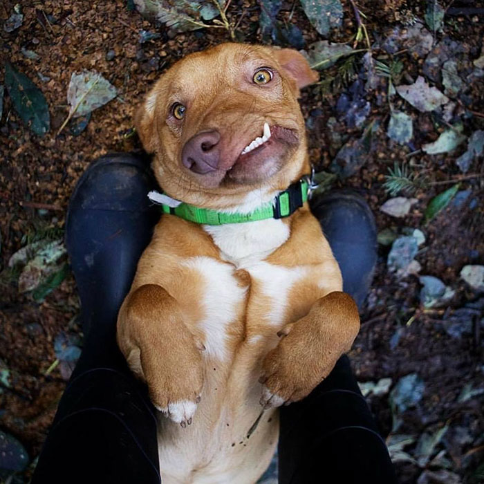 собака с безобразной внешностью, собака Пикассо