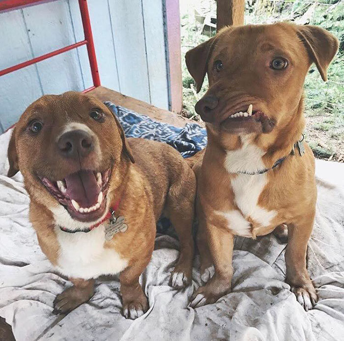 собака с безобразной внешностью, собака Пикассо