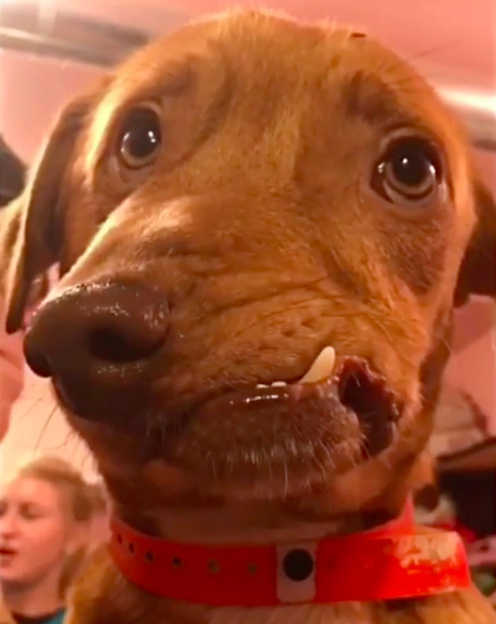 собака с безобразной внешностью, собака Пикассо