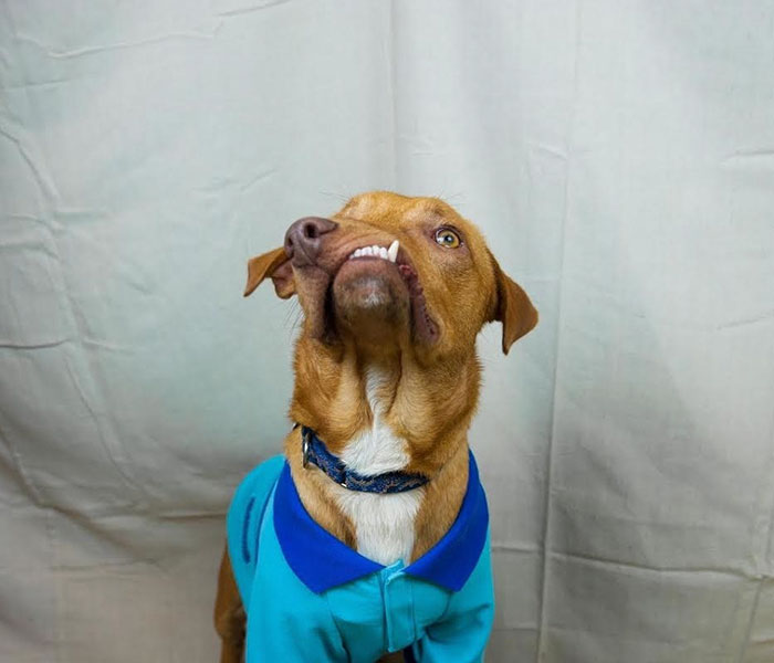 собака с безобразной внешностью, собака Пикассо