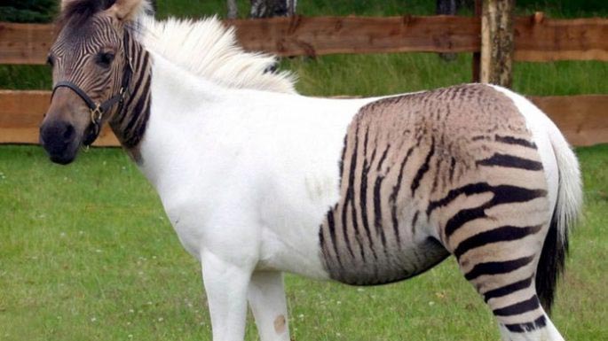 фото выглядят как фотошоп, пояснения к фотографиям