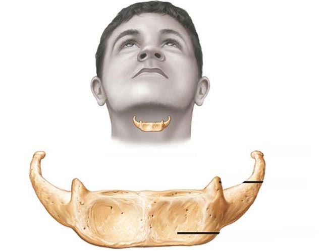 факты о теле, факты о человеческом теле