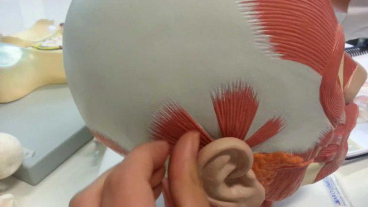 факты о теле, факты о человеческом теле