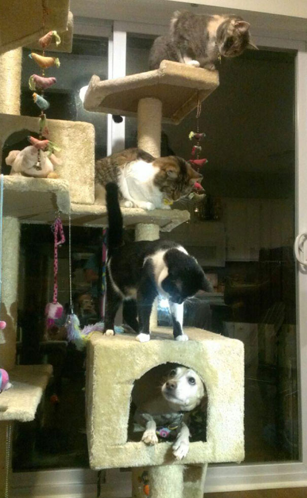 собаки которые ведут себя как кошки, собаки похожие на кошек