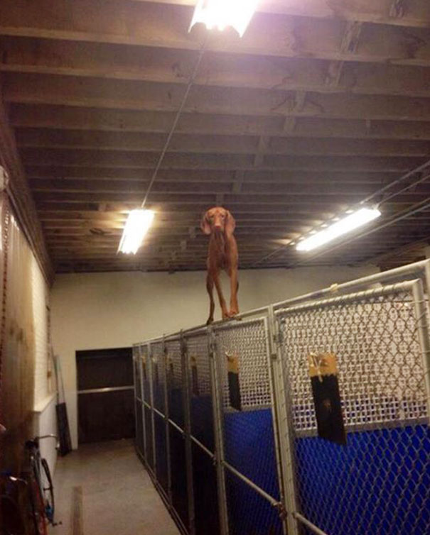 собаки которые ведут себя как кошки, собаки похожие на кошек