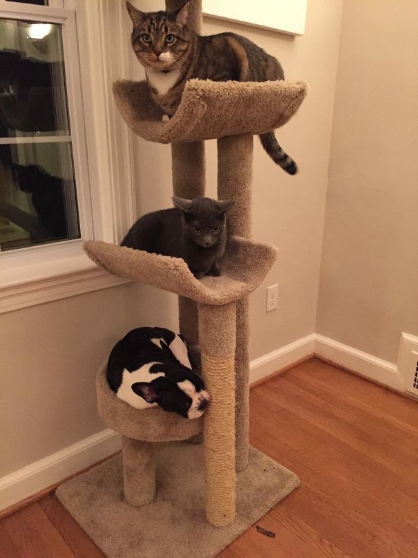 собаки которые ведут себя как кошки, собаки похожие на кошек