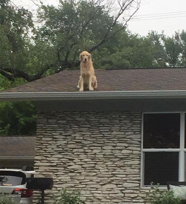 собаки которые ведут себя как кошки, собаки похожие на кошек