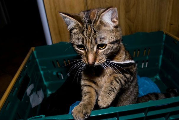 соседи по комнате, смешные соседи по квартире, розыгрыши от соседей