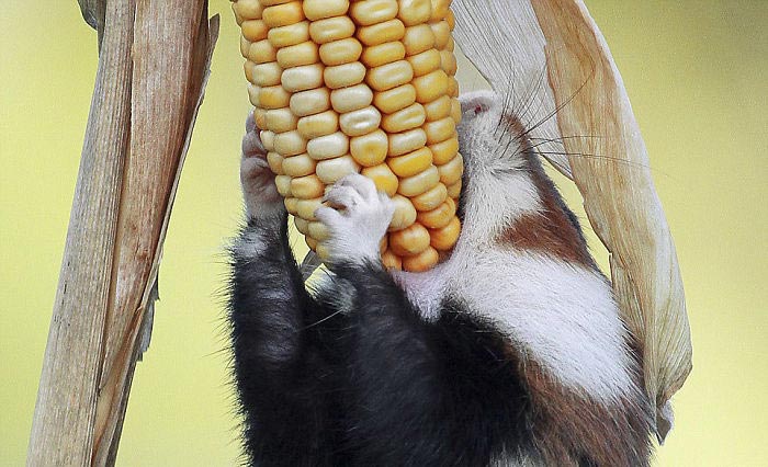 дикие хомяки, милые хомяки