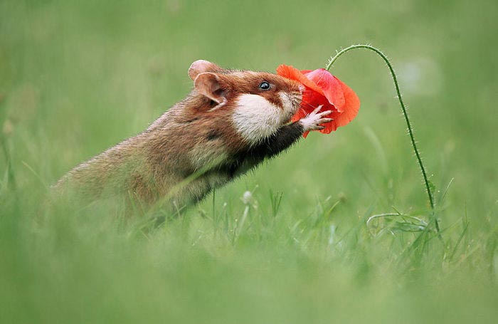 дикие хомяки, милые хомяки