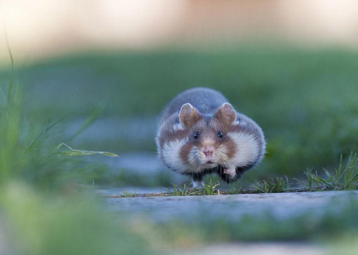 дикие хомяки, милые хомяки
