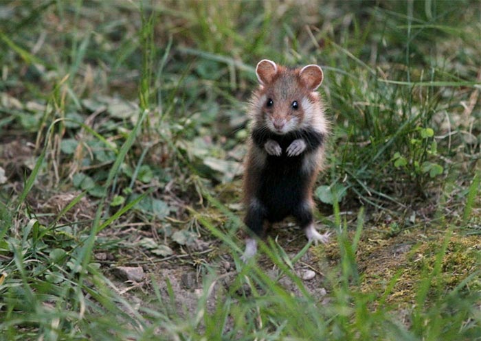 дикие хомяки, милые хомяки