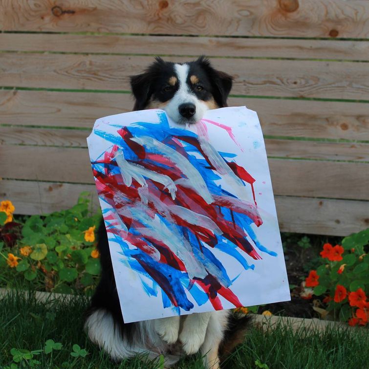 собака занимается йогой, собака занимается музыкой, не умеет ни одна собака, собака Secret, собака Секрет