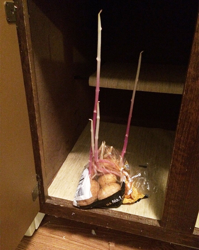 проросшие фрукты и овощи, фрукты и овощи которые проросли слишком рано