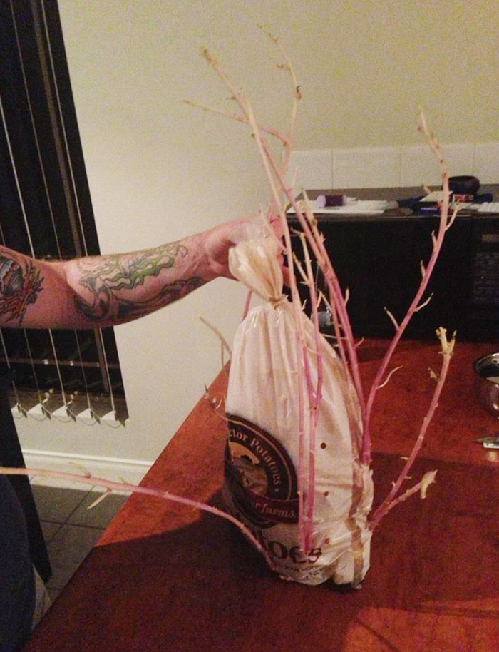 проросшие фрукты и овощи, фрукты и овощи которые проросли слишком рано