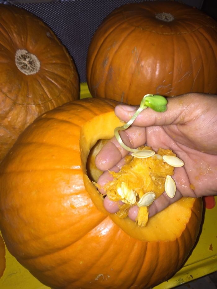 проросшие фрукты и овощи, фрукты и овощи которые проросли слишком рано