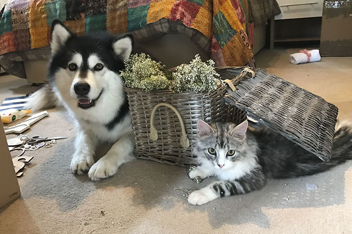 маламуты на свадьбе, пара сделала маламутов свидетелями на свадьбе