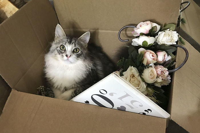 маламуты на свадьбе, пара сделала маламутов свидетелями на свадьбе