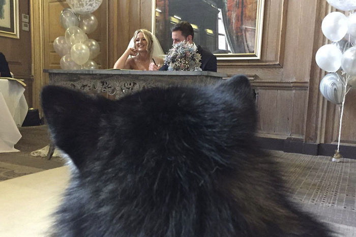маламуты на свадьбе, пара сделала маламутов свидетелями на свадьбе