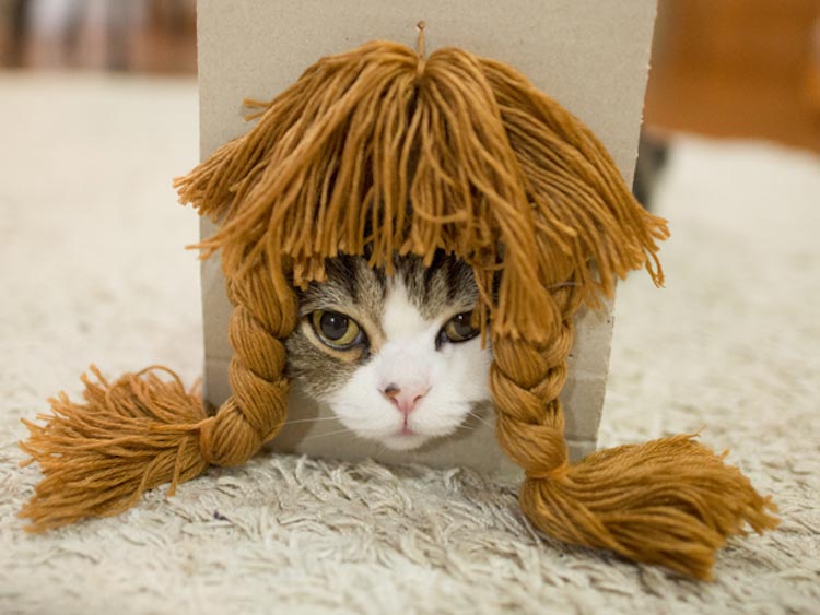 Кот в парике