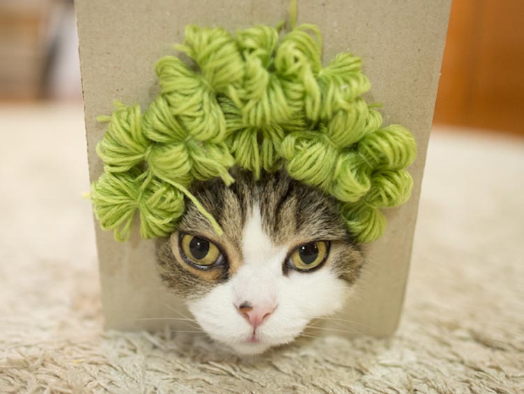 Хозяин кота, который очень любит залазить в коробки, нашел смешное применение его страсти кот Мару, кот в париках, кот любит залазить в коробки