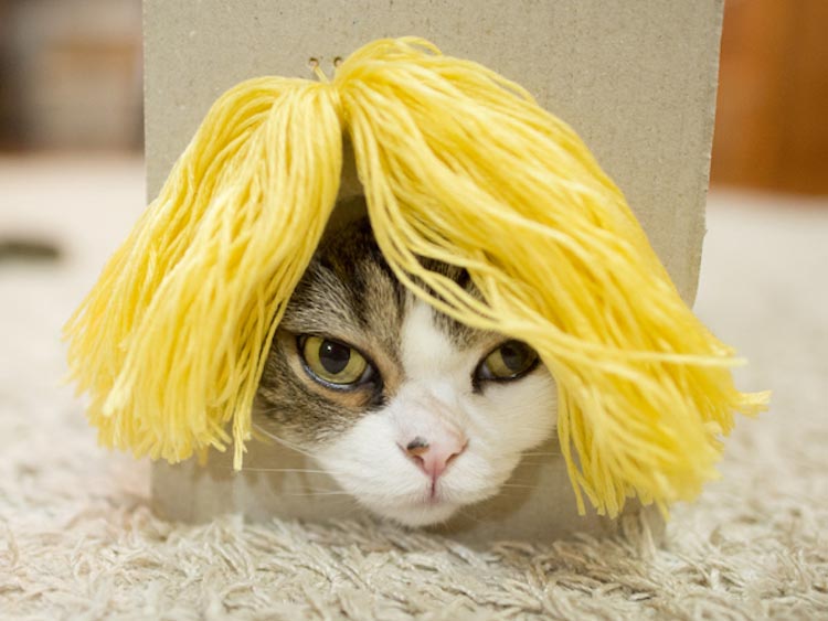 Кот в парике