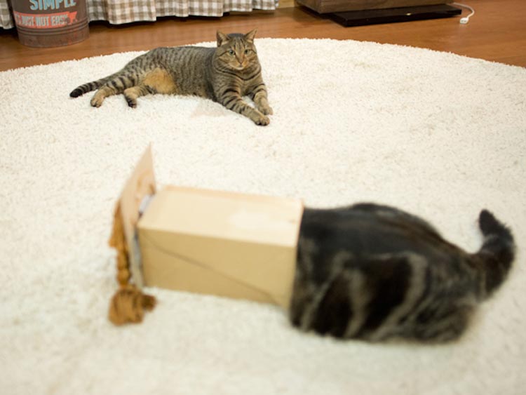 Хозяин кота, который очень любит залазить в коробки, нашел смешное применение его страсти кот Мару, кот в париках, кот любит залазить в коробки