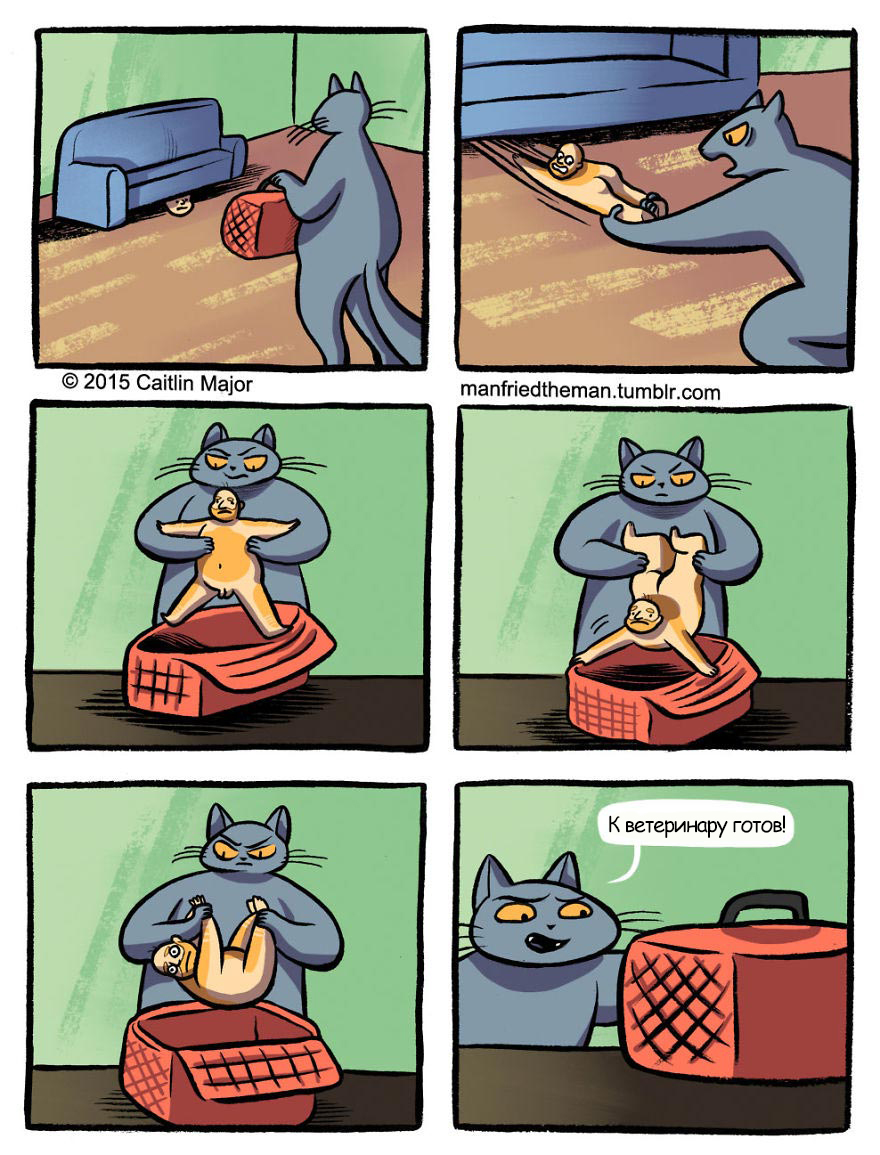 если бы кошки и люди поменялись местами, Manfried the Man, Человек по имени Манфред, Кейтлин Мейджор, Caitlin Major