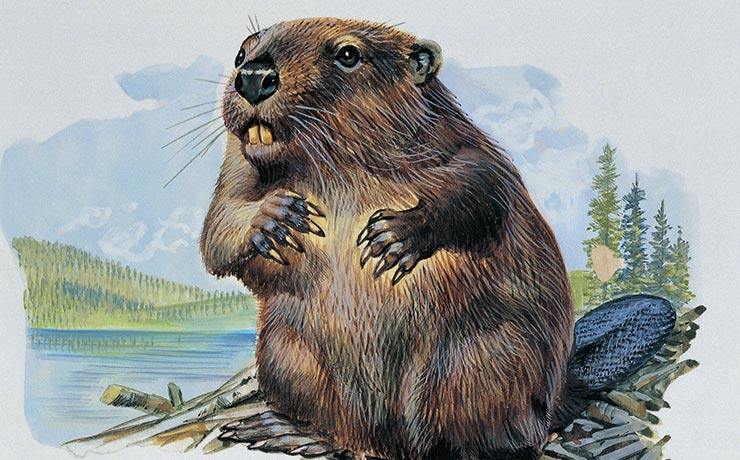 безумные методы контрацепции, методы контрацепции из прошлого 