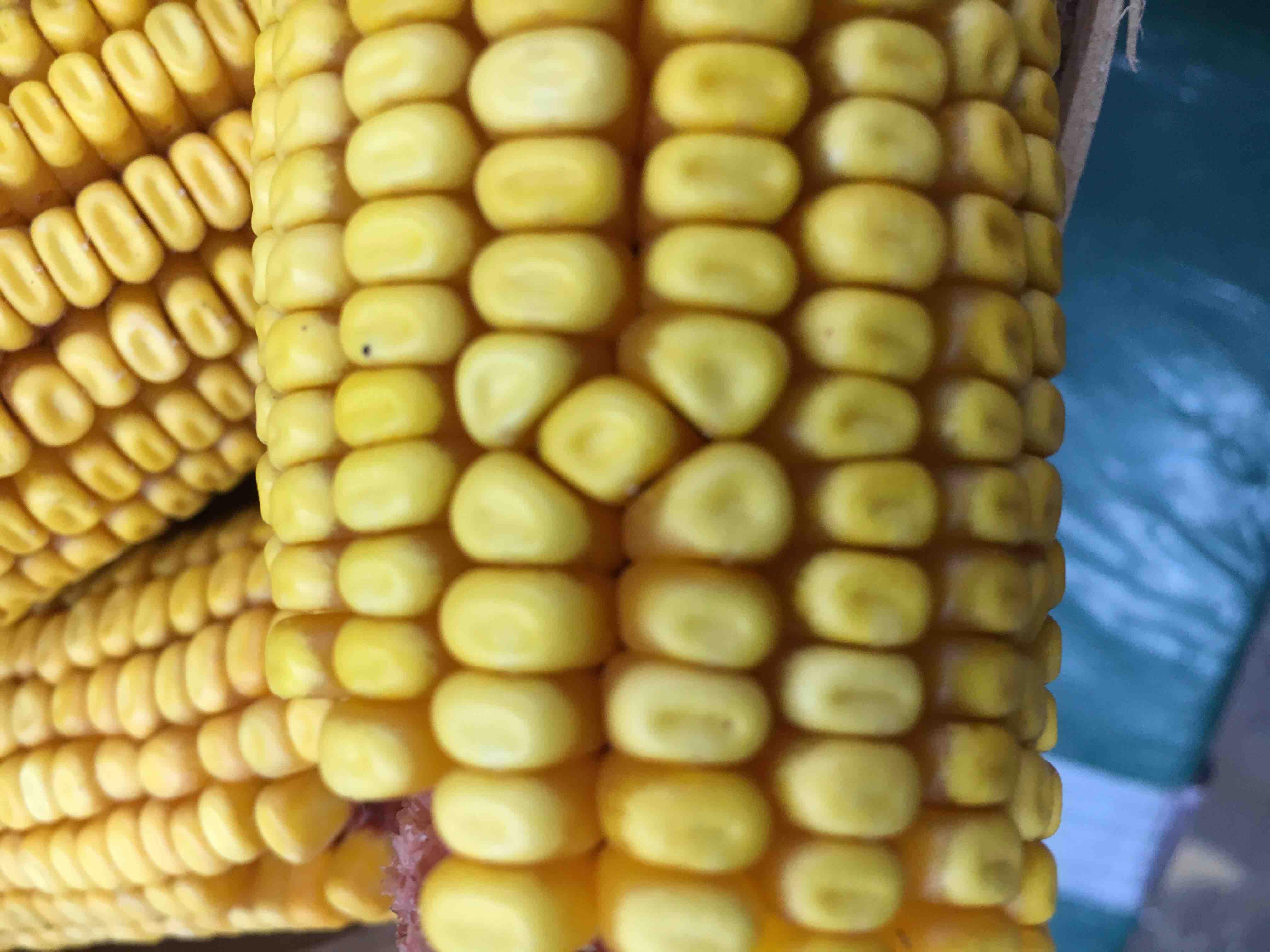 Причудливые овощи, пугающие овощи