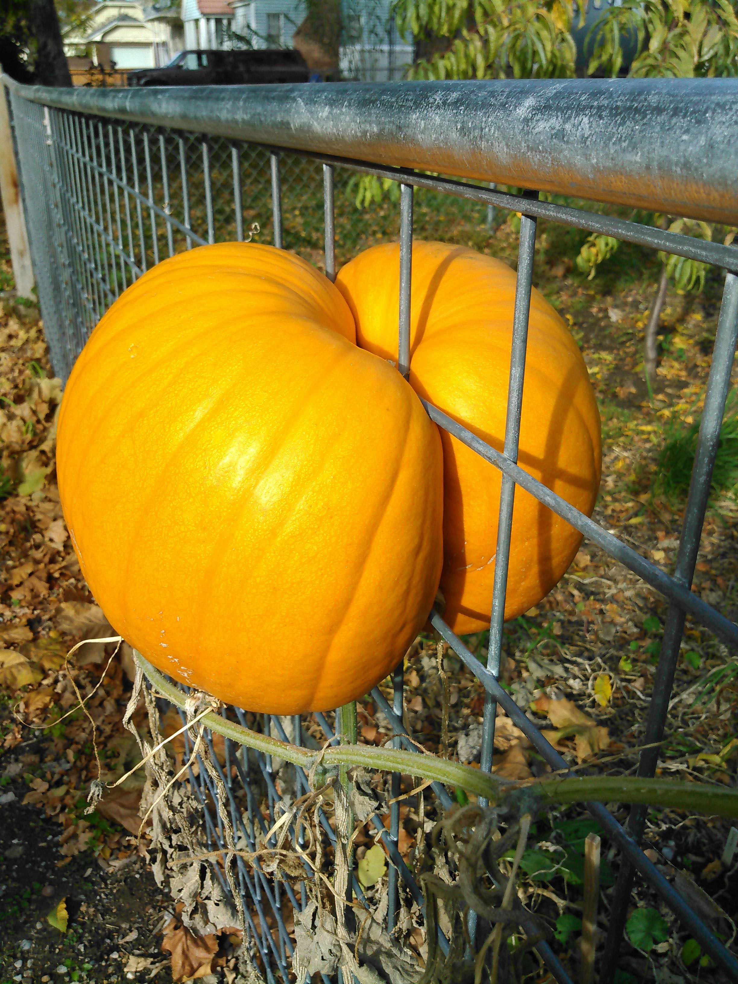 Причудливые овощи, пугающие овощи