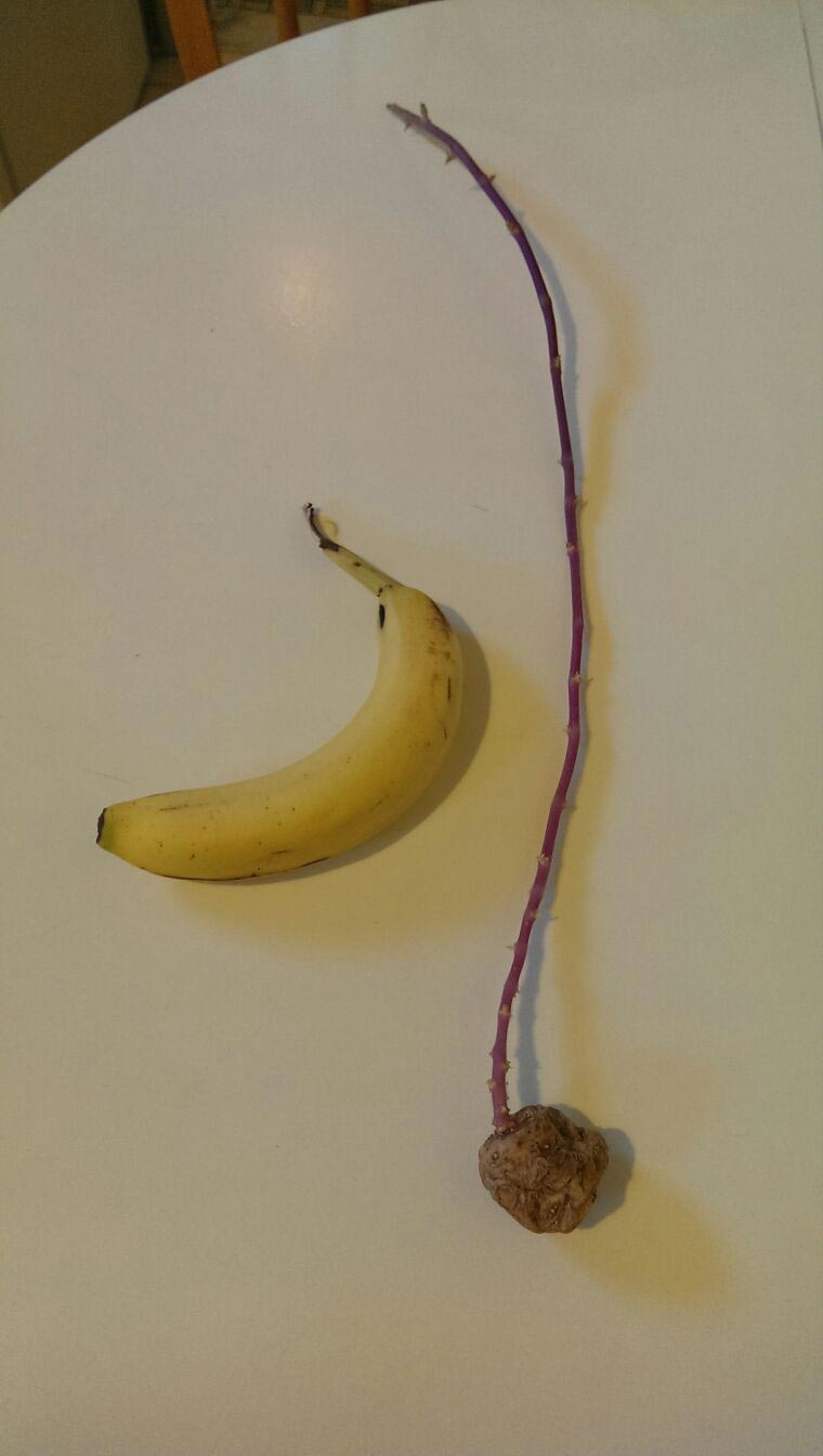 Причудливые овощи, пугающие овощи