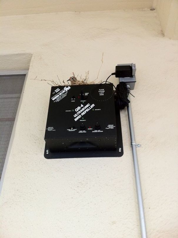 животные которым плевать на правила, животные бунтари