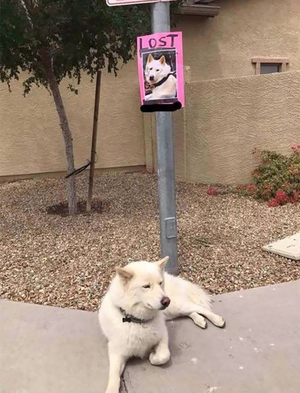 животные которым плевать на правила, животные бунтари