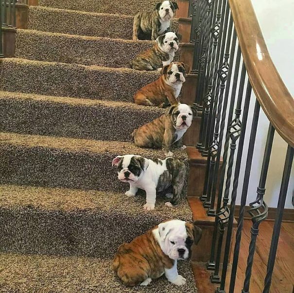 животные которым плевать на правила, животные бунтари