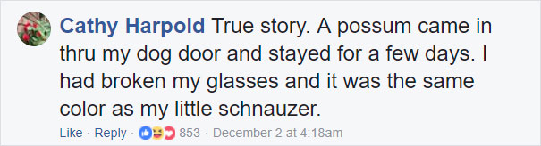 перепутала опоссума с кошкой, опоссум притворился с кошкой, приняла опоссума за кошку