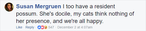 перепутала опоссума с кошкой, опоссум притворился с кошкой, приняла опоссума за кошку