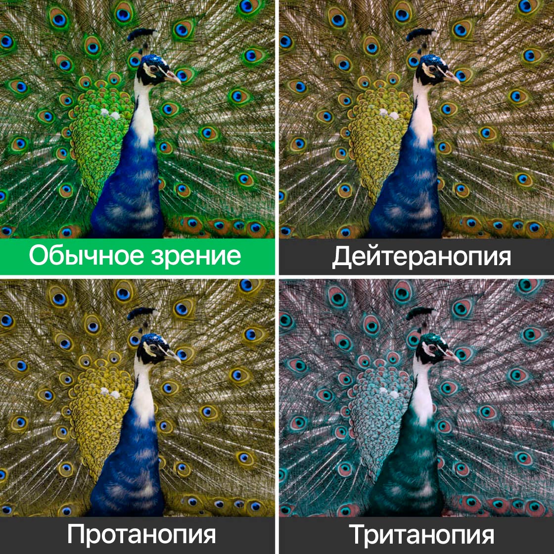 примеры дальтонизма, как видят мир дальтоники