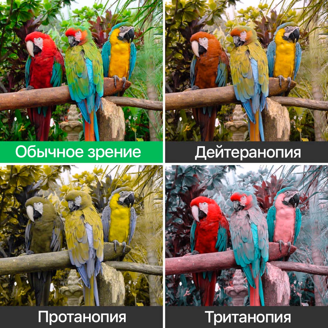 примеры дальтонизма, как видят мир дальтоники