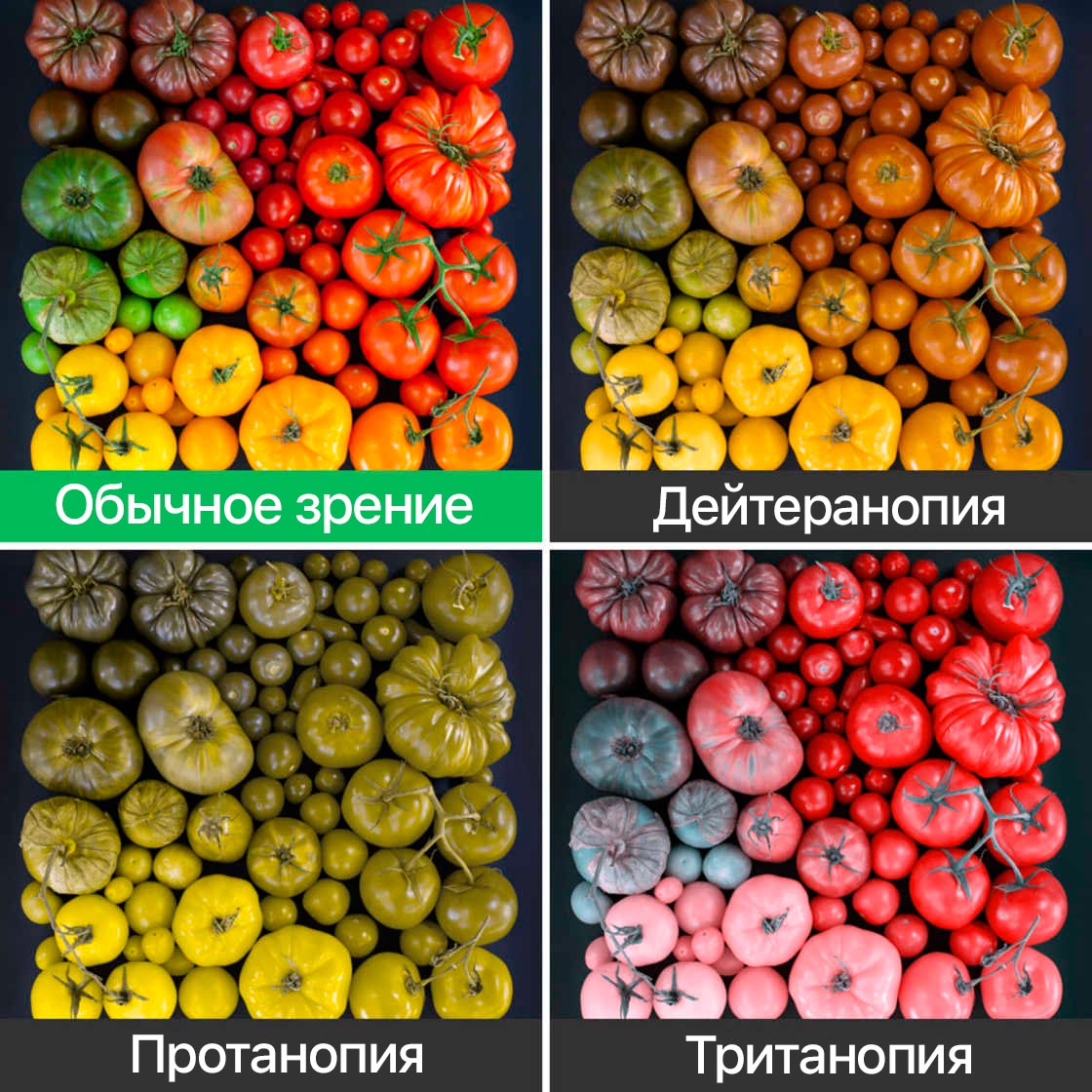 примеры дальтонизма, как видят мир дальтоники